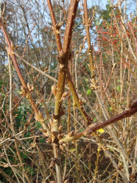 Forsythia x intermedia bourgeon P23